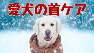 愛犬の冷えを解消しよう【首】