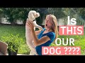 IS THIS OUR DOG??? + GEORGIA AQUARIUM + OUR PUPPIES MADE IT ACROSS THE POND!!