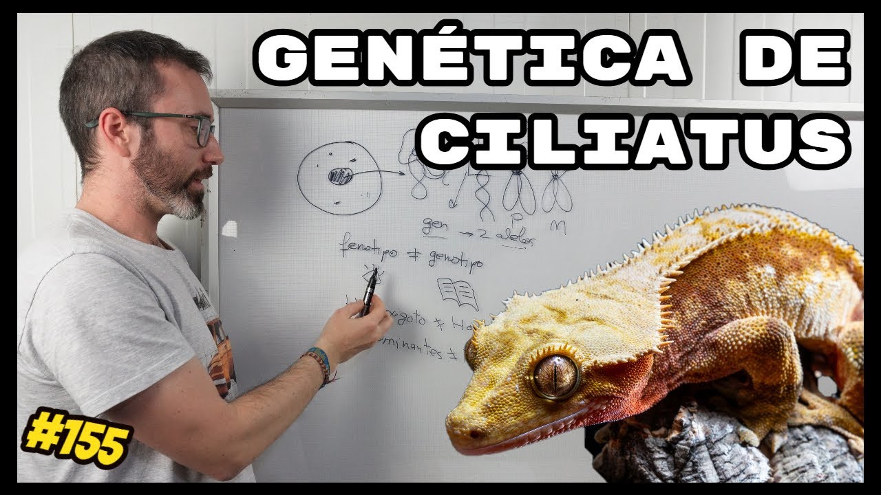 🧬GENÉTICA de GECKOS CRESTADOS (Correlophus ciliatus) EXPLICADA | KANAKY VLOG #155