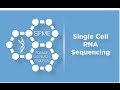 Single Cell RNA Sequencing - Finding a cure for DIPG