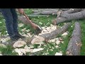 CORDWOOD CHALLENGE: HELKO WERK TASMANIAN!