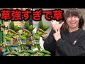 【クラロワ】新草枯渇強すぎて草【世界一道】#10日目