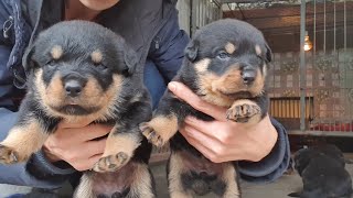 Chó con Rottweiler Gervi  Loki đàn 1 2024