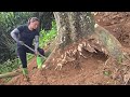 This woman is so capable! She went to Huangshan alone and cut down huge trees by the roots.