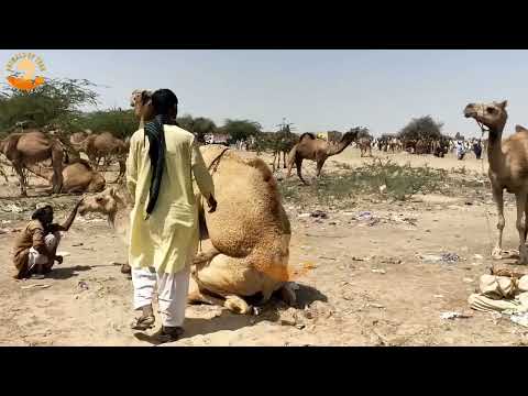 Video: Nar - camel for man and desert