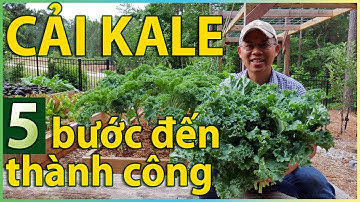 Cách trồng cải KALE từ cây con tới thu hoạch: 5 bước giúp lá tốt, giảm sâu rầy.