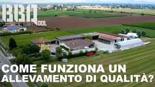 Limousine, Pezzata Rossa e Angus: tutti a vedere un allevamento di qualità!