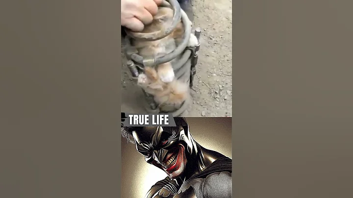 Real life hero #shorts #memes #hero #batman #starman #cat #animals #wholesome #kindness #viralvideo