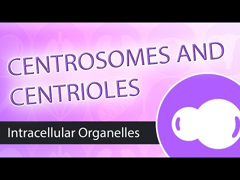 Intracellular Organelles- The Centrosome