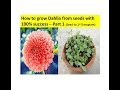 How to grow Dahlia from seeds with 100% success – Part 1 (Seed to 1st Transplant)