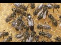 Мічення матки. Labeling of queen bees.Ukrainian swarm
