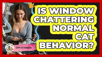 Is Window Chattering Normal Cat Behavior? - Happy Cat Handbook