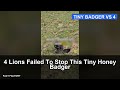 4 Lions Failed To Stop This Tiny Honey Badger