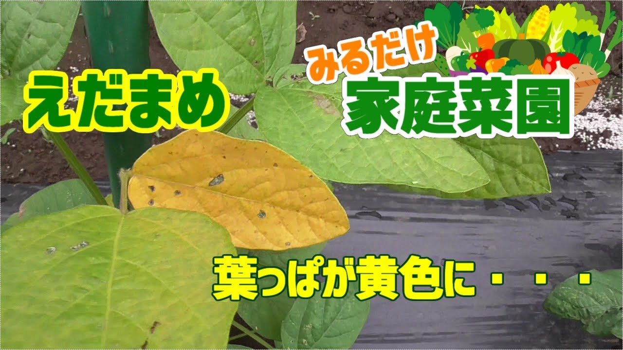 みるだけ家庭菜園 シーズン1第12回 えだまめの葉っぱが黄色に変色 Youtube