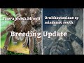 First time ko sila ibreed, Theraphosa blondi and Ornithoctoninae sp. mindanao south. Vlog #48