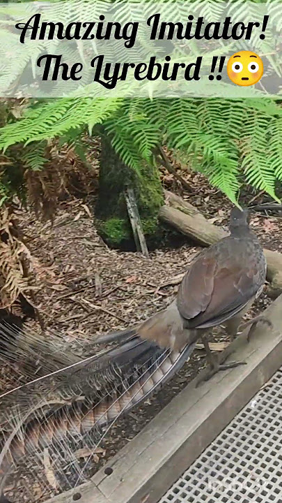 ऑस्ट्रेलिया ट्रिप सफल हो गई इस चिड़िया को देख#amezing #imitator#lyrebird#australia#shortfeed#shorts