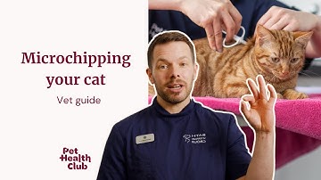 Cat microchipping | your ultimate vet guide 🐈​👩🏼‍⚕️​