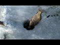 Рыбалка сетями/ловим карасей/крупный карась/по льду/ рыбалка 2020