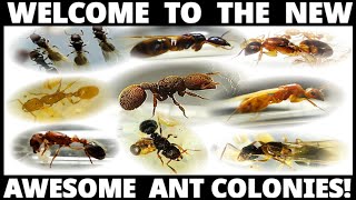 ALL QUEEN ANTS UPDATE! | D colony