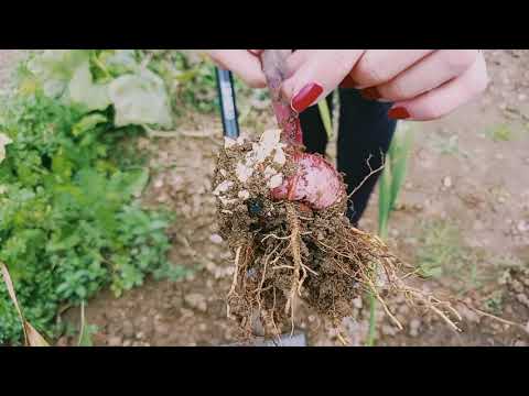 Video: Zimování cibulí Canna: Jak skladovat cibulky Canna