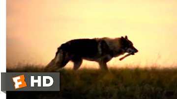 Alpha (2018) - First Game of Fetch Scene (5/10) | Movieclips