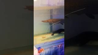 hirtvi ke pichhe alligator fish😱🫣 #viral #shorts #shortsfeed #trending #horror #youtube #funny