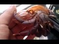 Hermit crabs group