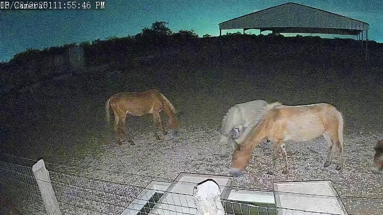 Mule Live Cam 6/28/25
