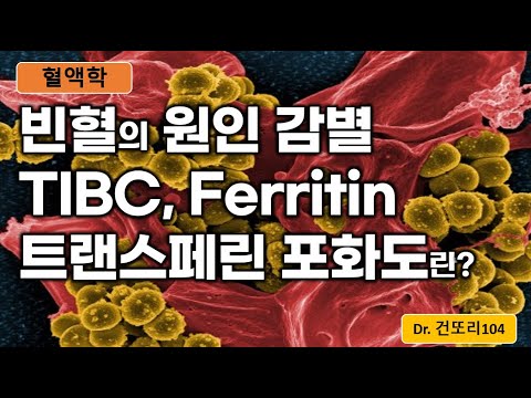 TIBC, ferritin, transferrin saturation(트랜스페린 포화도), 혈청철(serum iron): 빈혈원인감별