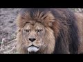 Beautiful Male Lion Roaring