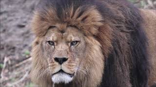 Beautiful Male Lion Roaring