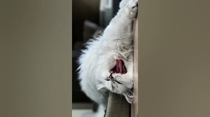 Watch the video about Beautiful silver shaded chinchilla Kitten/ Cute Kitten