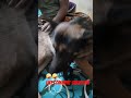 Arre Baba Dundo Vo Kona Viral Tranding Funny Mustwatch Subscribe Like Comment 