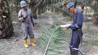 medidas vegetativas palma de aceite