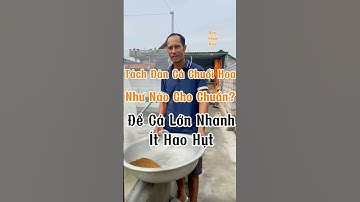 Nuôi cá chuối hoa: Tách cá thế nào để đàn cá khỏe mạnh, lớn đều, ít hao hụt? #xuhuongyoutube #fish