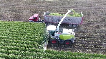 Stone Ridge Dairy Chopping Corn Silage