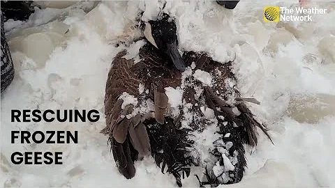 Birds Trapped in Ice Freed By Good Samaritans