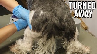 Dog Turned Away Many Times Gets Groomed
