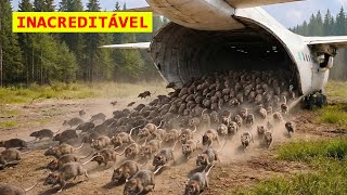 Os EUA Lançaram Milhares de Ratos de Helicópteros — O Que Aconteceu Depois É Difícil de Acreditar