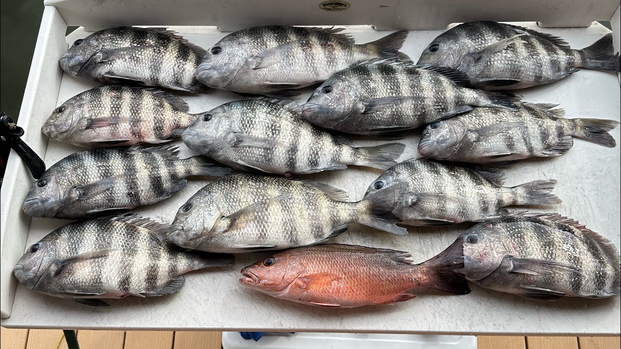 Sheepshead Fishing 
