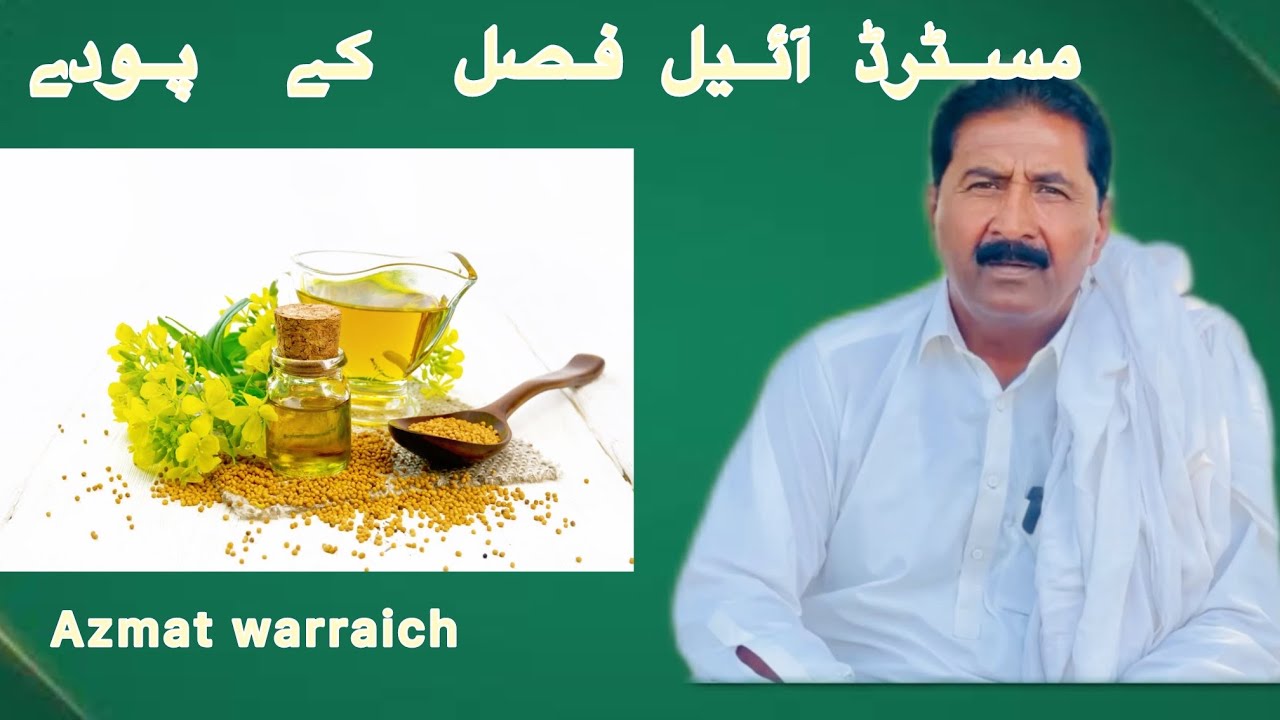 Mustard oil ki fasal kay poday // Azmat warraich - YouTube