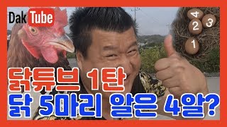 [보기TV - 닭튜브 1탄] 아놔.. 닭은 5마린데 알은 4알? 뭐여 대체!!!!!! screenshot 5