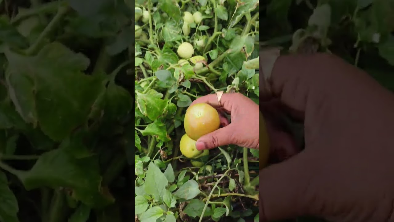 Good morning Radhe Radhe 🙏🌄🌿 🍆🌶️🍅ajj ka new vlog #video #ytshorts #shortvideo #vegetables 