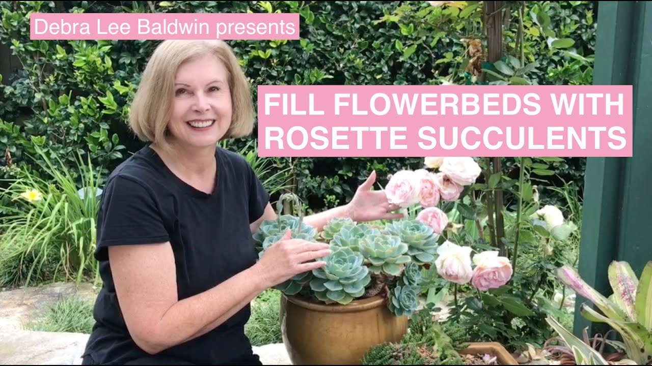 Rosette Succulents for Pots & Beds