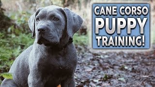 Cane Corso Puppy Training! The MOST Important Thing ALL OWNERS Should Do With Their Dogs!