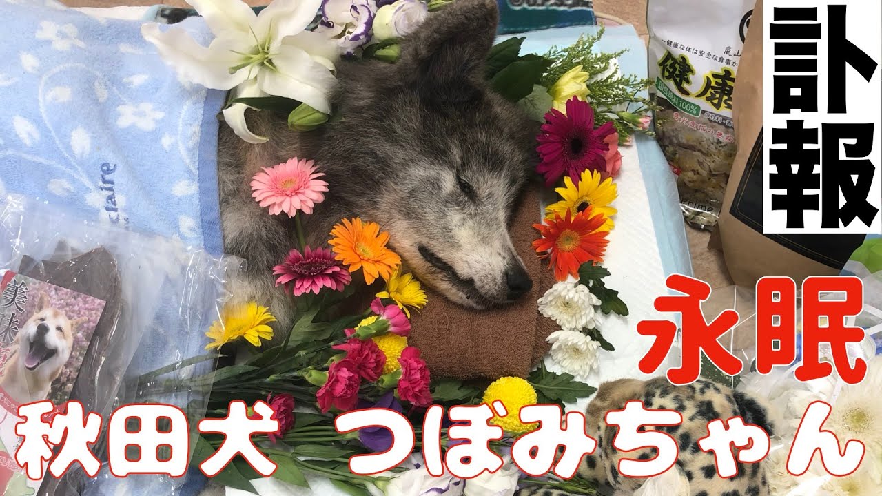 訃報 秋田犬つぼみちゃん永眠 9 10 繁殖 ドッグショーに物申す 를 위한 유튜브 영상 통계 Noxinfluencer