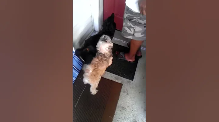 More doggies barken