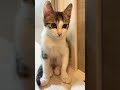 ちょこんと座ってる姿がかわいいキジ白子猫の紬ちゃん #子ネコ #子猫の成長動画 #猫のいる暮らし