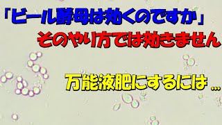 【万能液肥】「ビール酵母は効くのですか？」そのやり方では効きません！ 万能液肥にするには...【家庭菜園、園芸】