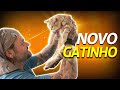 GANHEI UM NOVO GATINHO! | A CASA DOS BICHOS